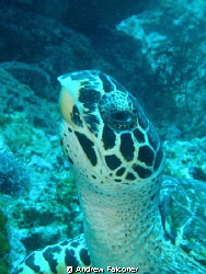 I saw this turtle, and was able to get close enough with ... by Andrew Falconer 